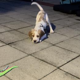 English Setter Puppies from Morgan-Hunter’s Pups