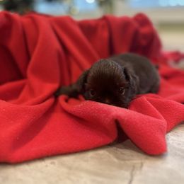 Coco - Liver male Shih Tzu puppy in Huntsville, Alabama from Sunnybrook Shih Tzu