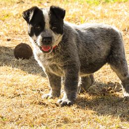 Australian Cattle Dog Puppies from West Valley Heelers