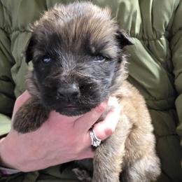 Yellow Collar Boy - Sable male German Shepherd puppy in Dallas, Pennsylvania from Mountainside German Shepherds
