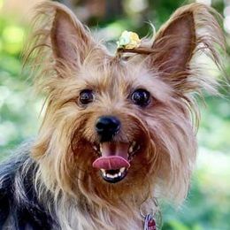 Yorkshire Terriers from Purebred Yorkies