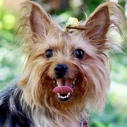 Yorkshire Terriers from Purebred Yorkies