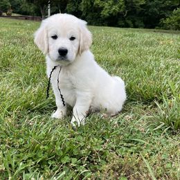 Golden Retriever Puppies from Dale Hollow Goldens