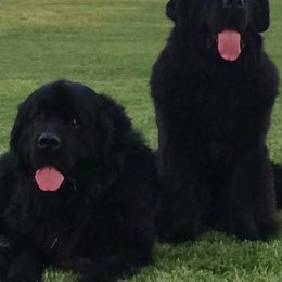 Newfoundlands from Acqua Terra Newfoundlands
