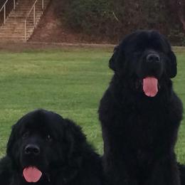 Newfoundlands from Acqua Terra Newfoundlands