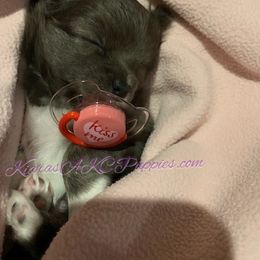Chihuahua Puppies from Kiara's AKC Chihuahuas of Michigan
