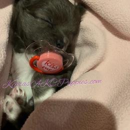 Chihuahua Puppies from Kiara's AKC Chihuahuas of Michigan