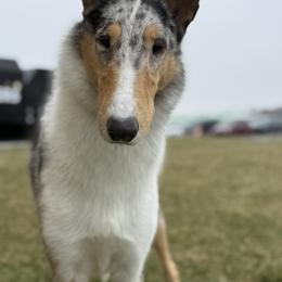 Ziggy - Collie