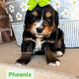 Phoenix - Tri-color female Bernedoodle puppy in West Haven, Utah from Split Mountain Doodles