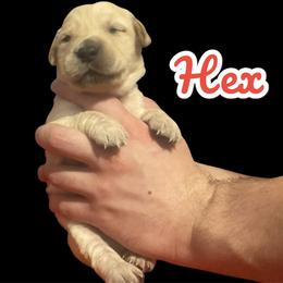 Hex - Golden male Golden Retriever puppy in Peoria, Arizona from Westwing Retrievers