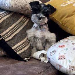 Miniature Schnauzer Puppies from Cali Sun-kissed Schnauzers