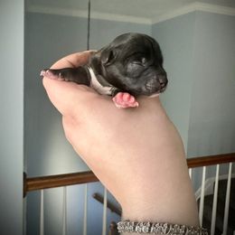 Name coming soon - Piebald female Morkie puppy in Aliquippa, Pennsylvania from The Morkie Mom
