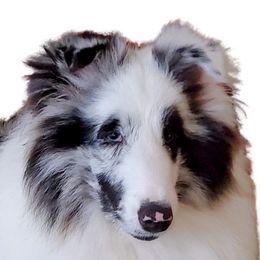 Lightning  - Shetland Sheepdog