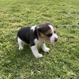 Beagle Puppies from Prairie Tail Beagles