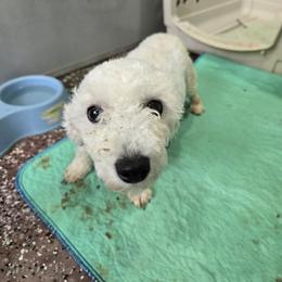 Bichon Frise puppies from Cooley's Cuddle Pups