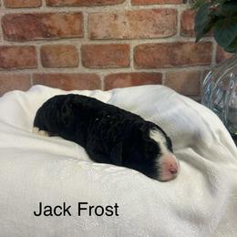 Jack Frost - male Golden Mountain Doodle puppy in Powell, Wyoming from Doodles of Joy