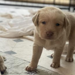 Dilute Retrievers and Labrador Retrievers from Payson Labradors