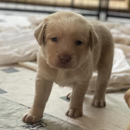 Dilute Retrievers and Labrador Retrievers from Payson Labradors