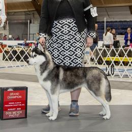 Shade - Siberian Husky