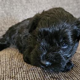 AKC Solid Black Miniature Schnauzer Boy 1 - Black male Miniature Schnauzer puppy in Cassatt, South Carolina from B & E Farms