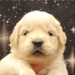 Princess Leia - Light golden female Golden Retriever puppy in Gahanna, Ohio from Land of Gold - English Golden Retrievers