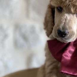 Bernedoodle, Goldendoodle, and Poodle Puppies from Central Valley Canine Companions