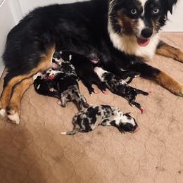 BMF1 - Blue merle female Toy Australian Shepherd puppy in Nacogdoches, Texas from TK Standard, Mini, & Toy Aussies