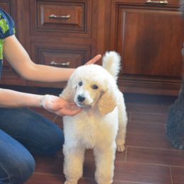 Poodle Puppies from D and D Standard Poodles