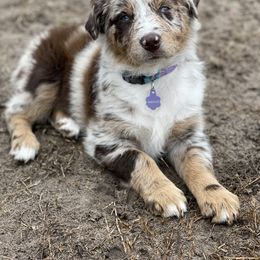 Australian Shepherd and Miniature Australian Shepherd Puppies from Cypress Grove Aussie