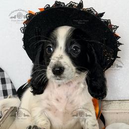 Miss. Yellow-2200 - Piebald female Dachshund puppy in Sparr, Florida from From the Heart Doxies
