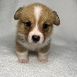 Ivy - Red female Pembroke Welsh Corgi puppy in Ocala, Florida from Osborne Corgis