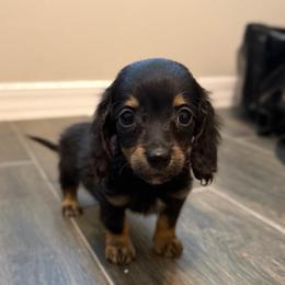 Price 1,875 Tiny Boy - Black and cream male Dachshund puppy in Horizon City, Texas from Willipaws