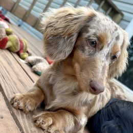 Liberty - Dachshund