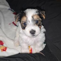 Jax - Parti male Yorkshire Terrier puppy in Lakeland, Florida from You Me & The Yorkies