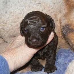 White collar - Brown male Poodle puppy in Lafayette, Tn, Tennessee from Debra White