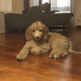 Reid - Apricot male Goldendoodle puppy in Murrieta Ca, California from Gloria's Goldendoodles