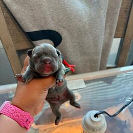 Red collar - Blue male French Bulldog puppy in Humble, Texas from Mary_Lands_dog_kennels