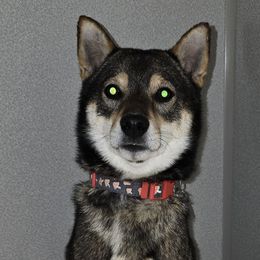 Yoshi - Shiba Inu