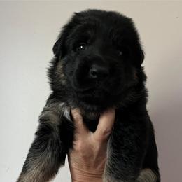 Blue Collar - Black and red male German Shepherd puppy in Saint Charles, Missouri from Lowemond German Shepherds
