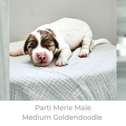 Riptide - Parti male Goldendoodle puppy in Punta Gorda, Florida from Transformation Acres Goldendoodle