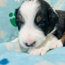 Boy 3 - Black Australian Shepherd puppy in New York from Breezy Woods Aussies