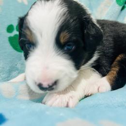 Boy 3 - Black Australian Shepherd puppy in New York from Breezy Woods Aussies