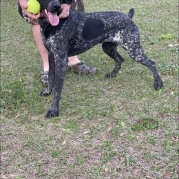 Rip - German Shorthaired Pointer