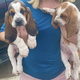 Basset Hound Puppies from Blessed Bassets