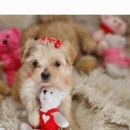 Maltese Puppies from My Precious pups