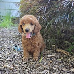 Teddy - Red  male Poodle puppy in Fort Salonga, New York from Blues Performance Poodles