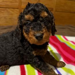 Brutis - Phantom male Goldendoodle puppy in Centralia, Missouri from Oodles Of Doodles Mo.