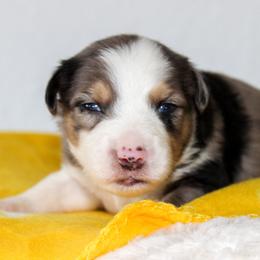 Hank - Blue merle male Australian Shepherd puppy in Crane, Missouri from Westrip Angus & Aussies