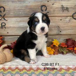 Australian Shepherd, Miniature American Shepherd, and Toy Australian Shepherd Puppies from OR Aussies