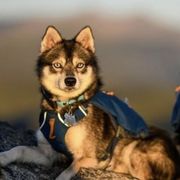 Alaskan Klee Kai from Proper Klee Kai